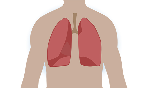 肺