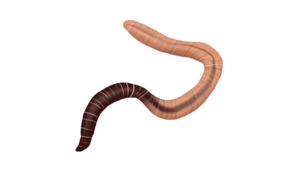蚯蚓
