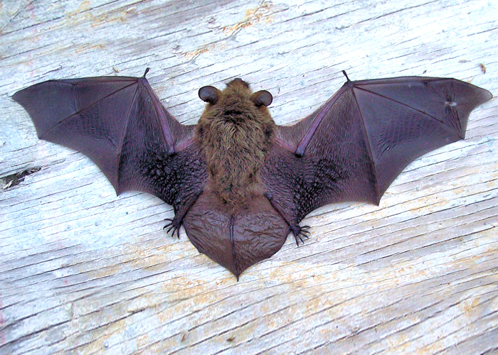 蝙蝠
